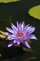 Picture Title - Water lily