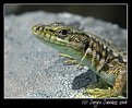 Picture Title - Portrait of a Lizard