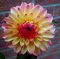 Picture Title - Dahlia