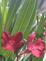 Picture Title - Oleander