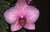 Orchid Longwood #5