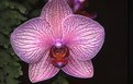 Picture Title - Orchid Longwood #5