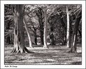 Picture Title - Under the Canopy