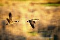 Picture Title - Wild Goose Chase