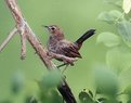 Picture Title - Indian Robbin