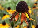 Picture Title - Brown Eyed Susan