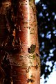 Picture Title - Sunset Birch