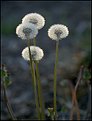 Picture Title - Four Dafs