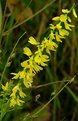 Picture Title - Roadside Series-Yellow