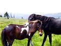 Picture Title - Wild Ponies