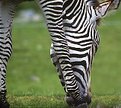 Picture Title - Zebra