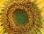 SunFlower II