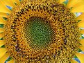 Picture Title - SunFlower II