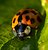 Ladybug