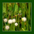 Picture Title - Natures Ornaments