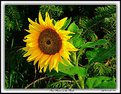 Picture Title - SunFlower in the Shade!