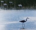 Picture Title - great blue heron 3