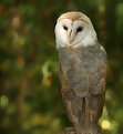 Picture Title - Barn Owl