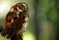 Picture Title - Owl