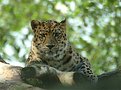 Picture Title - Amur Leopard