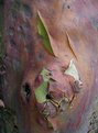 Picture Title - An Arbutus Disrobes