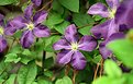 Picture Title - clematis