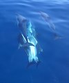 Picture Title - Dolphins