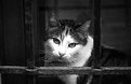 Picture Title - imprisoned cat