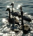 Picture Title - backlit cygnets