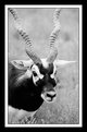 Picture Title - Black Buck