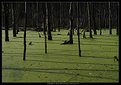 Picture Title - Duckweed #1