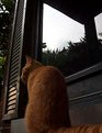 Picture Title - Porch Cat