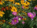 Picture Title - autumn colours 7