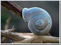 Picture Title - Snail