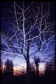 Picture Title - The Midnight Tree
