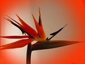 Picture Title - Bird of Paradise