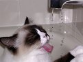 Picture Title - Watering the Cat