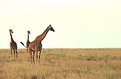Picture Title - Serengeti Tris