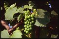 Picture Title - first grapes