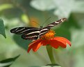 Picture Title - "Zebra" Butterfly