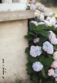 Picture Title - Hydrangea Painting