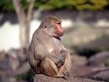 Picture Title - Relaxed Baboon