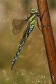 Picture Title - Male Souther Hawker (Aeshna cyanea)