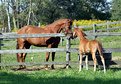 Picture Title - "Neigh" bours