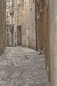 Picture Title - maltese alleycats