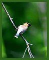 Picture Title - Cedar Waxwing