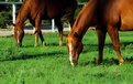 Picture Title - Early Morning Grazing