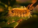 Picture Title - Macro photo of a caterpillar. Hand-held shot tanken outdoor with natural sunlight.