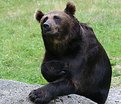 Picture Title - Singing Teddy..