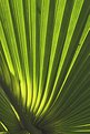 Picture Title - palmleaf